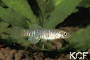 Aphanius fasciatus Oued Hamman male adulte 