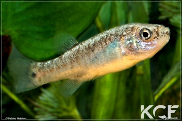 Esmaeilius isfahanensis Gavkhooni Wetland femelle adulte 