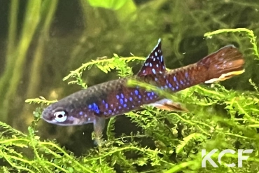 Diapteron georgiae Latta GWW 86-02 male adulte 