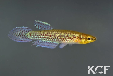 Aphyoplatys duboisi Kombé male adulte 