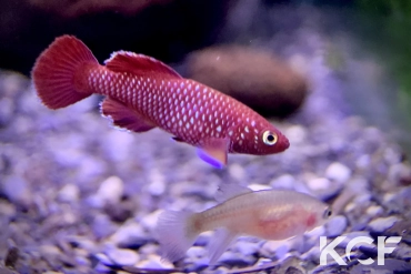 Nothobranchius korthausae Rouge couple adulte 