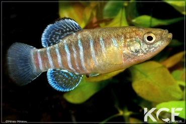 Esmaeilius isfahanensis Gavkhooni Wetland male adulte 