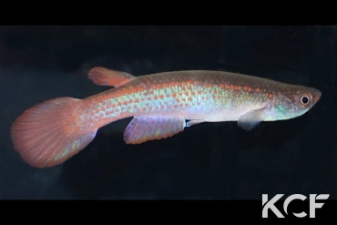 Rivulus gomesi  male adulte 