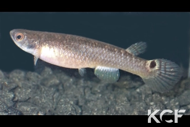 Rivulus gomesi  femelle adulte 