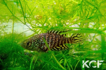 Hypsolebias sp. Urucuia male adulte 