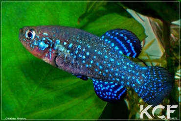 Paraphanius mento Eregli male adulte 