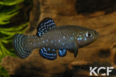 Paraphanius mento River Orontes - Hama 1999 male adulte 