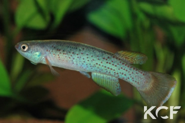 Cynodonichthys magdalenae  male adulte 