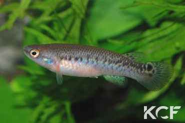 Cynodonichthys magdalenae  femelle adulte 