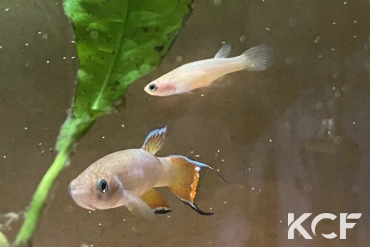 Rachovia sp. Monteria Colombie couple adulte 