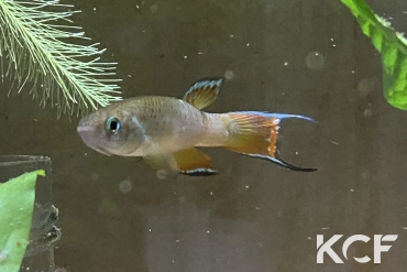 Rachovia sp. Monteria Colombie male adulte 