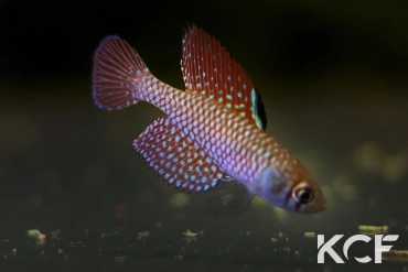 Spectrolebias reticulatus Altamira Rio Xingu- TT male adulte 