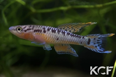 Aphyo. Chromaphyosemion bivittatum Funge ABC 05-12 male sub adulte 