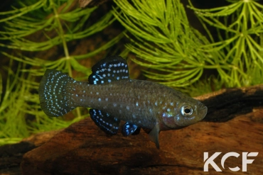 Paraphanius mento River Orontes - Hama 1999 male adulte 