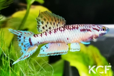 Aphyo. Chromaphyosemion bivittatum Funge ABC 05-12 male adulte 