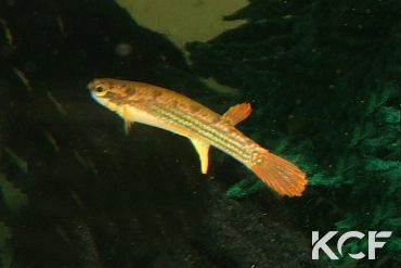 Rivulus sladkowskii Urania COGF 22-18 male adulte 