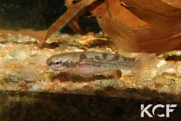 Rivulus sladkowskii Urania COGF 22-18 femelle adulte 