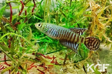 Xenurolebias cricarensis Conceiçao da Barra male adulte 