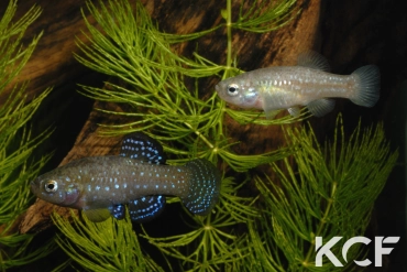 Paraphanius mento River Orontes - Hama 1999 couple adulte 