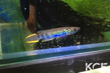 Epiplatys infrafasciatus zenkeri ADK 09-294 male adulte 