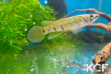 Epiplatys togolensis Igboassan BCP 18-12 male adulte 