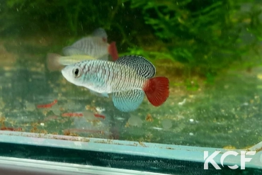 Nothobranchius patrizii Msumalini Creek K 96-23 male sub adulte 