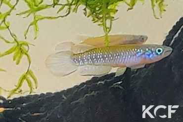 Epiplatys fasciolatus tototaensis Kelebi LIBCOF 21-08 male sub adulte 