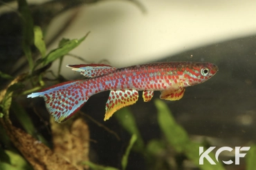 Aphyosemion chauchei Ouesso forêt CBC 2022 male adulte 