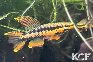 Aphyo. Chromaphyosemion volcanum Kompina KV 03-21 male adulte 