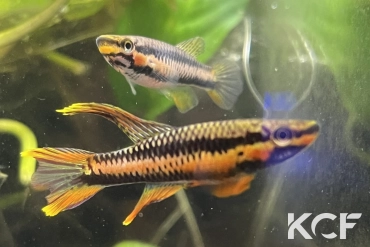 Aphyo. Chromaphyosemion volcanum Kompina KV 03-21 couple adulte 