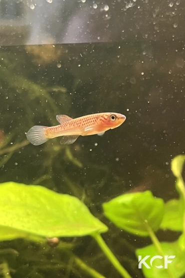 Aphyosemion pyrophore Komono yellow femelle adulte 