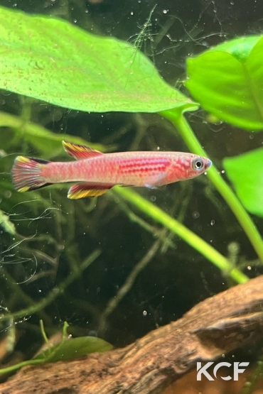 Aphyosemion pyrophore Komono yellow male adulte 