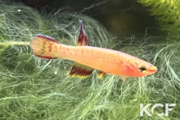 Aphyosemion exiguum Ekombitié BLLMC 05-17 male sub adulte 