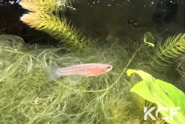 Aphyosemion exiguum Ekombitié BLLMC 05-17 femelle sub adulte 