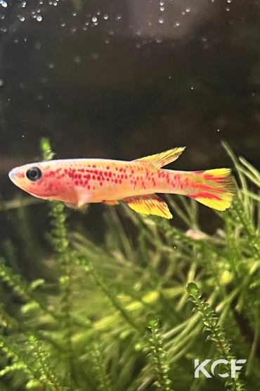 Aphyosemion louessense Kingouama RPC 78-33 male adulte 