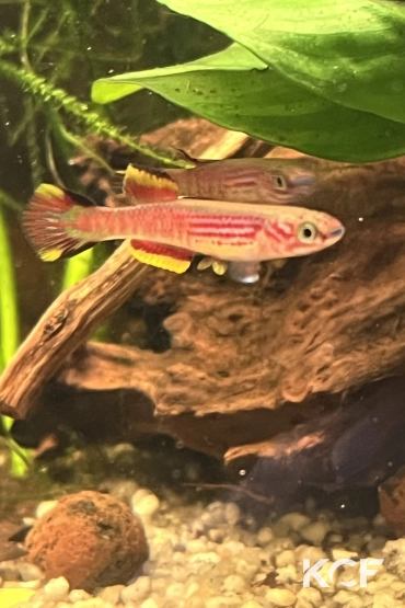 Aphyosemion pyrophore Komono yellow male adulte 