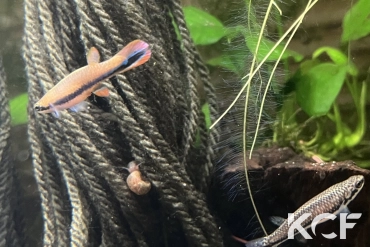 Laimosemion xiphidius Crique Blanche couple adulte 