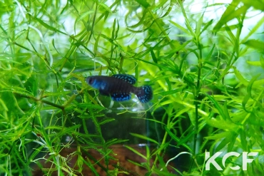 Austrolebias nigripinnis Arroyo del Molino, Entre Rios male sub adulte 