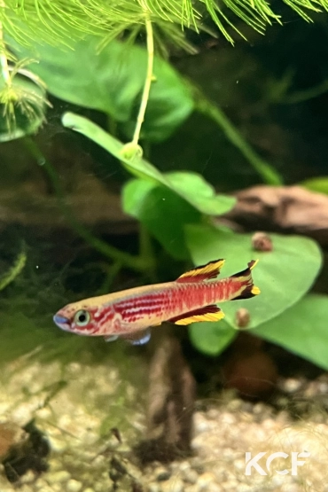 Aphyosemion pyrophore Komono yellow male adulte 