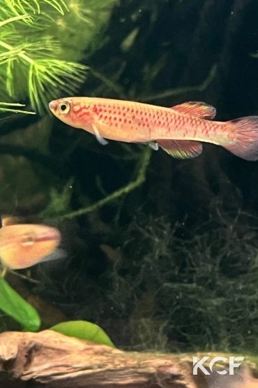 Aphyosemion pyrophore Komono yellow femelle adulte 