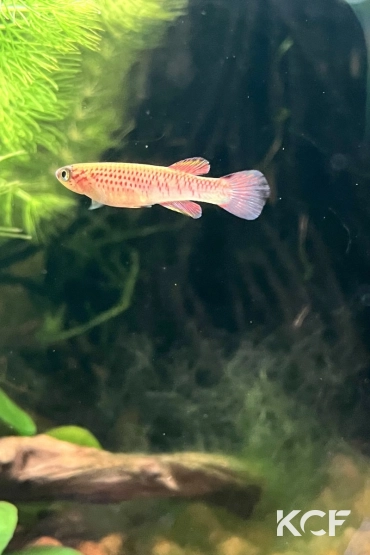 Aphyosemion pyrophore Komono yellow femelle adulte 