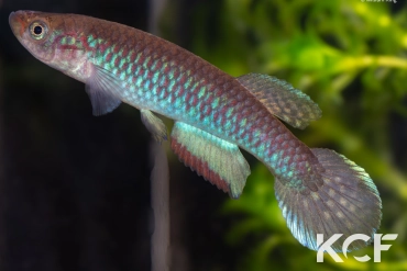 Nimbapanchax viride Balassou MG 09-20 male adulte 