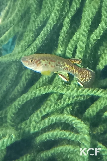 Fundulopanchax marmoratus Bakossi Camp ADL 13-37 male adulte 