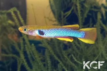 Aphyosemion ocellatum COFE 10-01 male adulte 