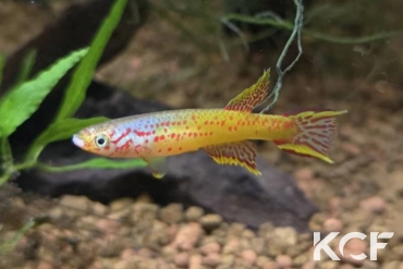 Aphyosemion sp. Obélé CLC 2022 male adulte 