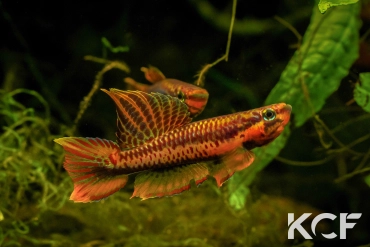 Aphyo. Chromaphyosemion volcanum Kompina C 03-14 male adulte 