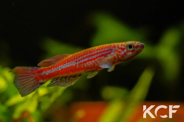 Aphyosemion ogoense ogoense Mongouango GHP 80-24 male adulte 