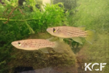 Epiplatys aff. singa Kamkat COCCA 19-19 couple adulte 