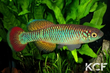 Nothobranchius sylvaticus  male adulte 