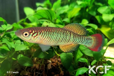 Nothobranchius sylvaticus  male adulte 